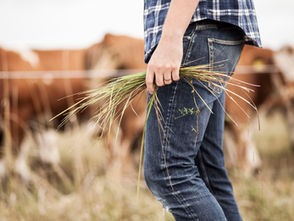 Over 15 000 farmers and agriculture workers are needed in Finland