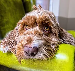 cockapoo