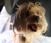 Trixie - F1 Shihpoo - Forever Country Puppies (23).JPG