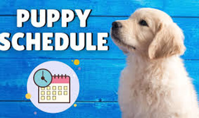 Puppy Schedule