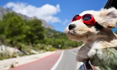 Puppy Car Ride/ Travel