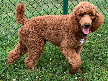 Poodle