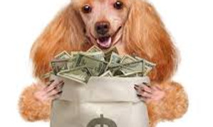 Puppy with newspaper