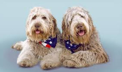 Goldendoodles Standard size