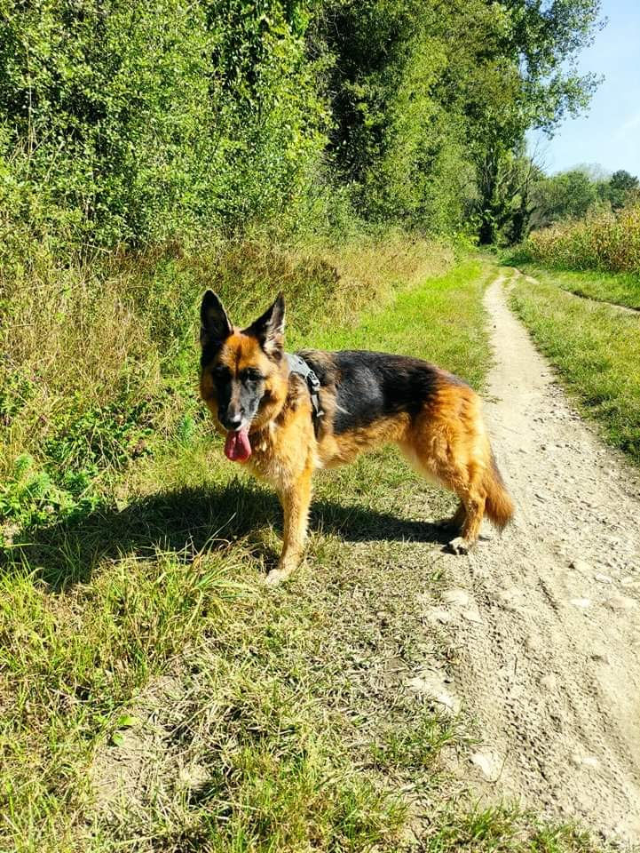 Des promenades pour chiens !