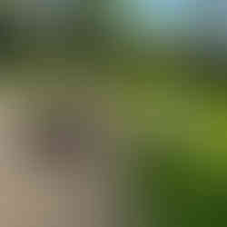 junk removal in plainwell