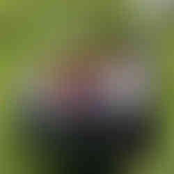 dumpster rental in wayland