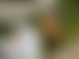 Junk Removal in Plainwell