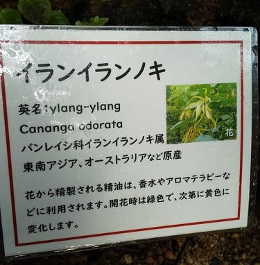 イランイラン