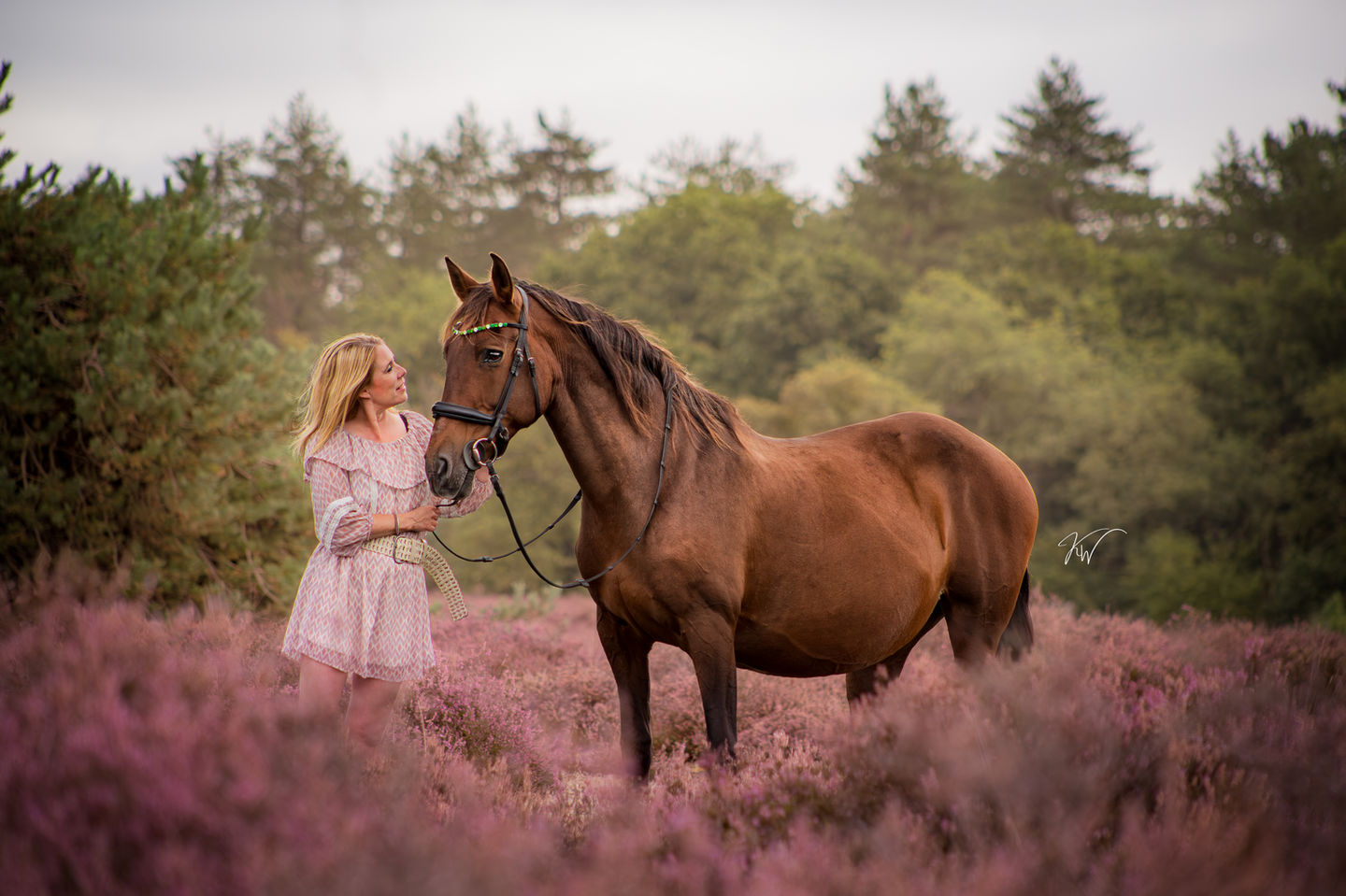 Paardenfoto op heide Brabant - KW Creative