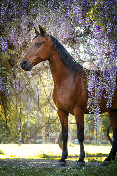 Blauwe regen paarden fotoshoot - KW Creative