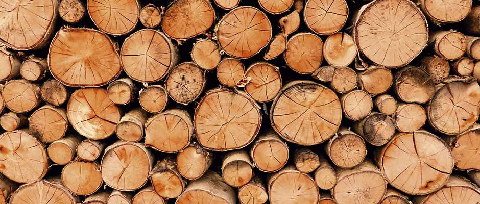 58922786-la-madera-recién-cortada-en-el-