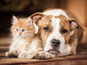 Leaving Your Pet in Your Will Won’t Protect Them – Do This Instead