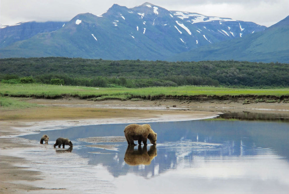 Brown bear with cubs on an Alaska bear viewing tour.
