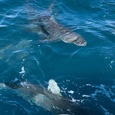 Sharking viewing on boat