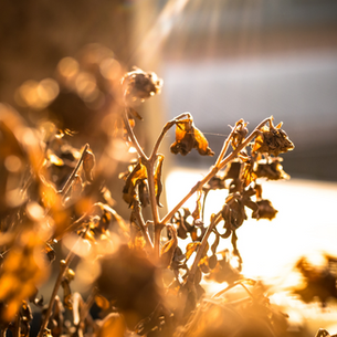 Annihilation and Self-Care