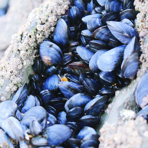 Seashell Mussels – en hyllest til Nordmøres vakre blåskjell!