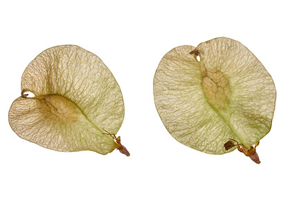 Elm seeds