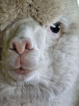 Alpakka med intenst blikk i kamera