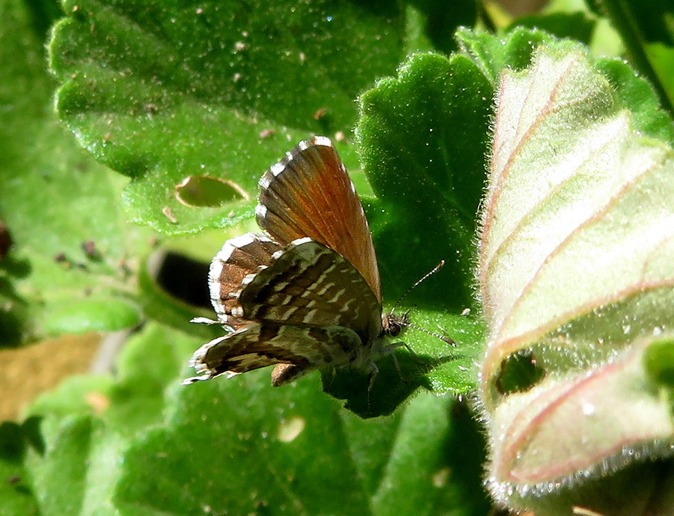 LRi102Ca5214