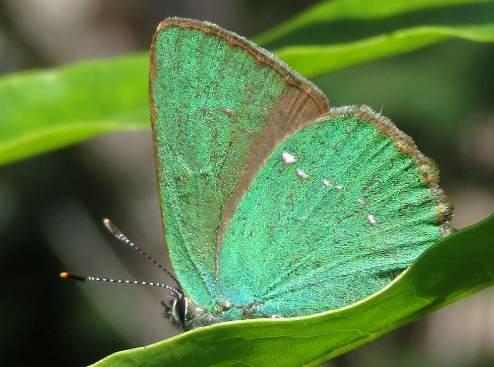 LRi093.Ca5538