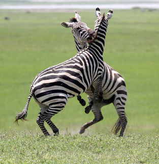 Zebras embrace in the vast savannah of Ngoro Ngoro Crater, Tanzania