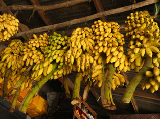 Tasty, sweet bananas hanging from the ceiling at Darajani market in Zanzibar