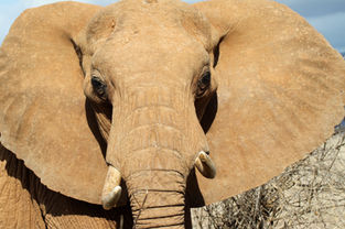 Majestic elephant with ears spread out and big tusks in Tarangire National Park, Tanzania