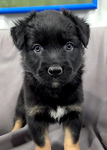 Wingback Chair 4.jpg