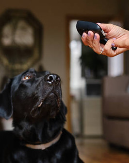 Service Dog
