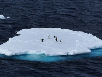 banquise pingouins