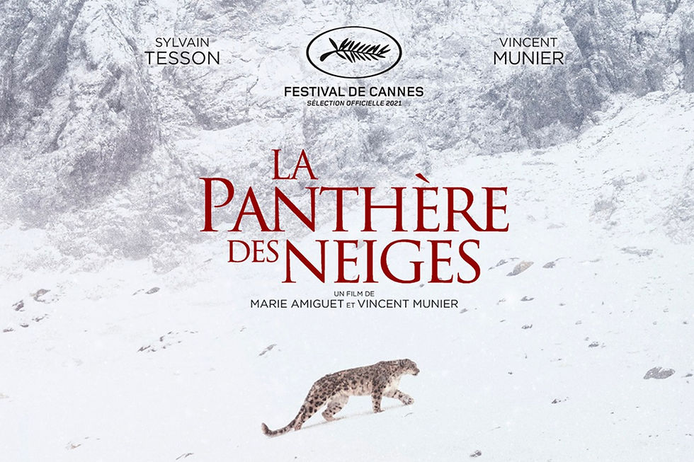 La panthère des neiges