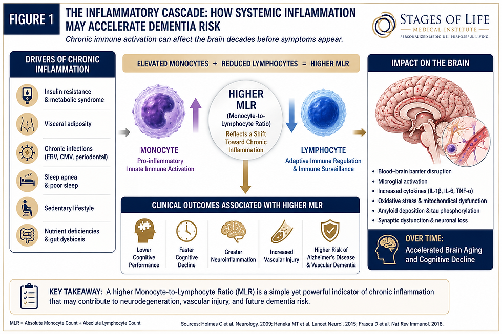 Medical infographic demonstrating how an elevated Monocyte-to-Lymphocyte Ratio (MLR), derived from a routine complete blood count, reflects chronic inflammation that may accelerate neuroinflammation, blood-brain barrier dysfunction, vascular injury, Alzheimer’s disease progression, and future dementia risk. Published by Stages of Life Medical Institute.