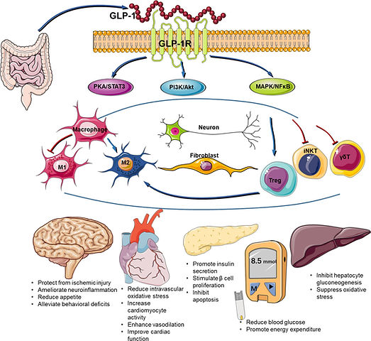 GLP-1 medicines like zepbound and ozempic may provide health benefits in the gut, heart, brain, and liver.
