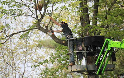Toenyan Tree Service trimming tree branches with specialzed life equipment