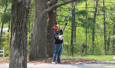 Toenyan Tree Service crew performing professional tree trimming and pruning