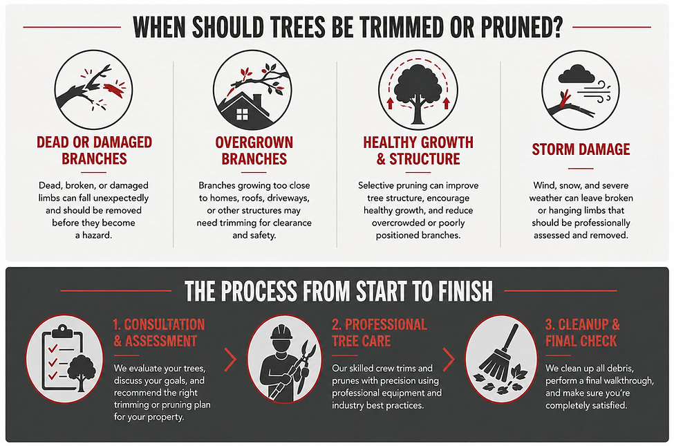 Tree trimming and pruning guide showing when trees need pruning and Toenyan Tree Service's process from assessment through cleanup