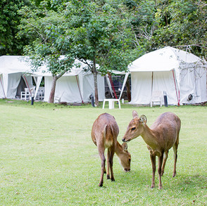 two-deer-in-front-of-white-tent