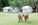 Road Accidents involving Deer