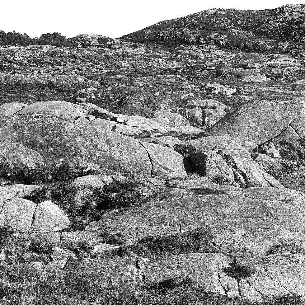 local landscape to the project.