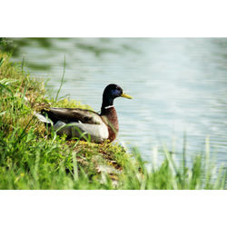 Canard au bord du Canal