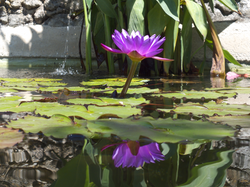 Reflets de nénuphar