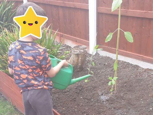 This Y4 pupil has grown the most amazing sunflower!
