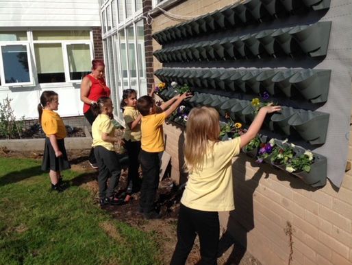 Y2 (Badgers) have been gardening and have potted up plants for the our living wall.