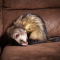 S&S Ferrets (23 of 24).jpg