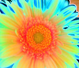 Gerbera-multicolore-lumiere.jpg