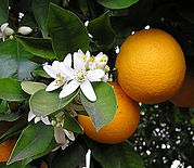 oranger fleur et fruit.jpg
