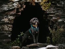 Paws Pet Photography