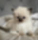 ragdoll-kittens-19.JPG