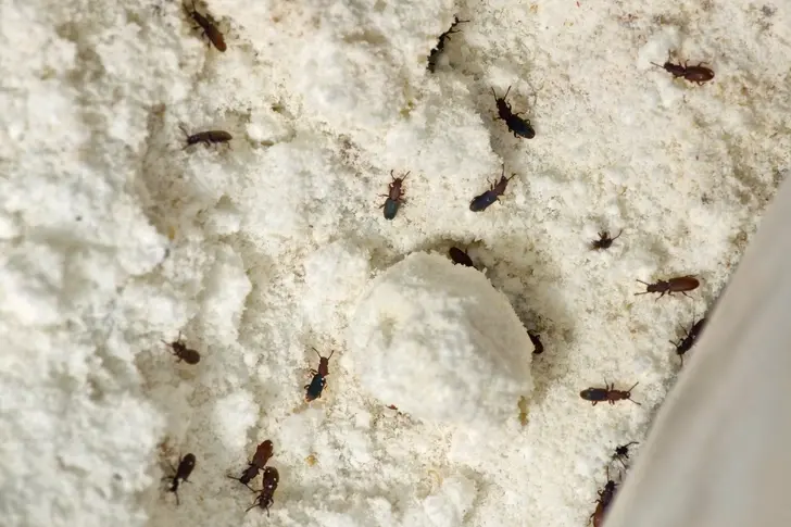 1800ss_getty_rf_sawtoothed_grain_beetles.webp